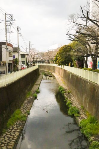 社屋の隣に流れる風情ある神田川